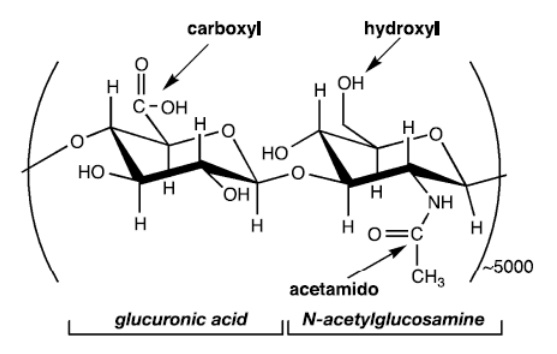 HA degradation,Cell migration,Enzymatic degradation